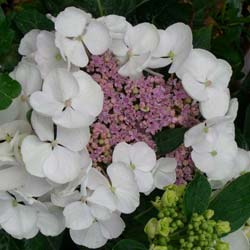 Hydrangea, Libelle